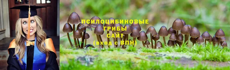 продажа наркотиков  Петровск  Галлюциногенные грибы Cubensis 